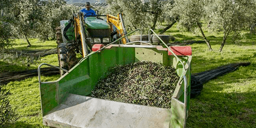 Olive harvest at daylight